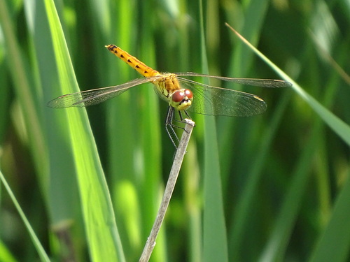 Spotted Darter, Scheerwolde, Netherlands, photo 10 of 10