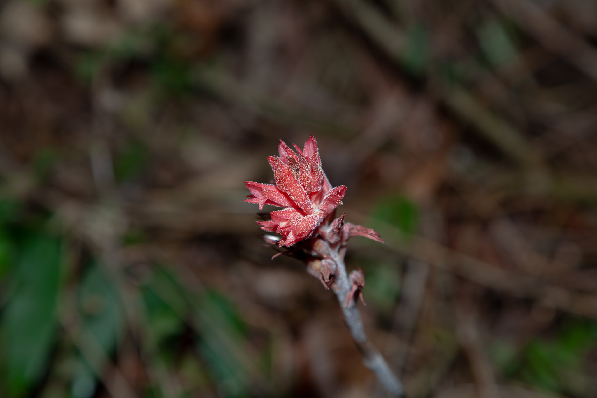 Sacoila lanceolata