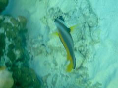 Heniochus singularius