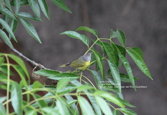 Leiothlypis ruficapilla