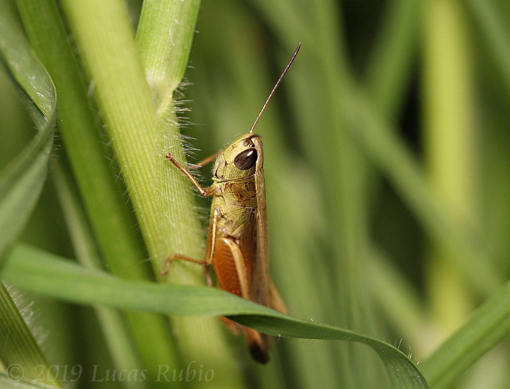 Amblytropidia australis