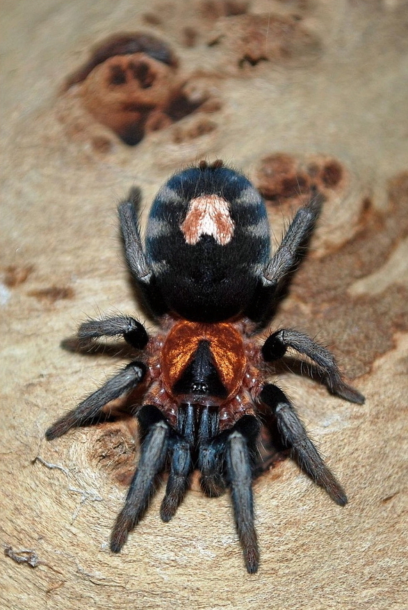 Mygale naine de Trinidad (Cyriocosmus elegans)