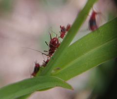 Uroleucon formosanum