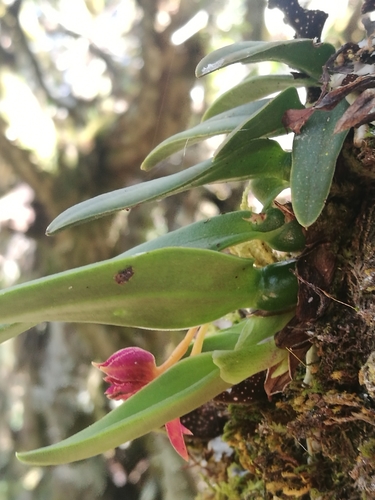 Epidendrum serpens Lindl. 2