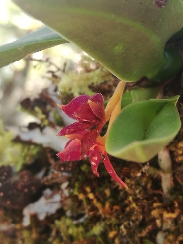 Epidendrum serpens Lindl.