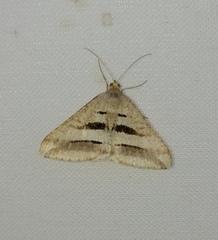 Chiasmia subcurvaria