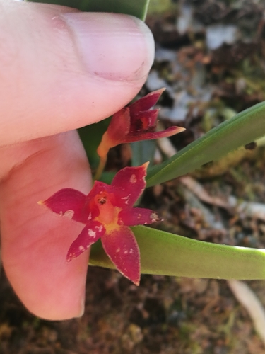 Epidendrum serpens Lindl. 3