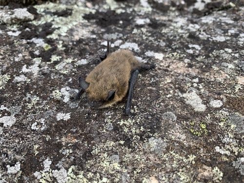 Eastern small-footed myotis