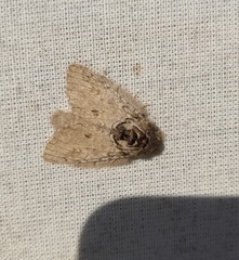 Desmeocraera basalis