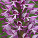 Orchis Militaris × Simia - Photo (c) orchidsworld, some rights reserved (CC BY-NC-ND)