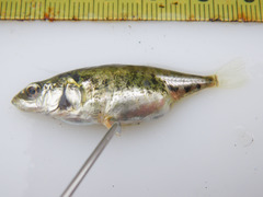 Gasterosteus wheatlandi
