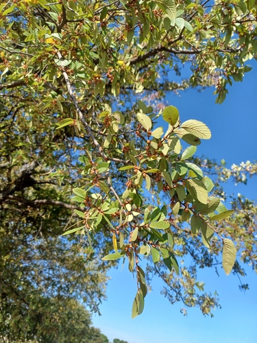 Cedar elm (Ulmus crassifolia)