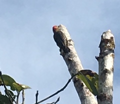 Melanerpes