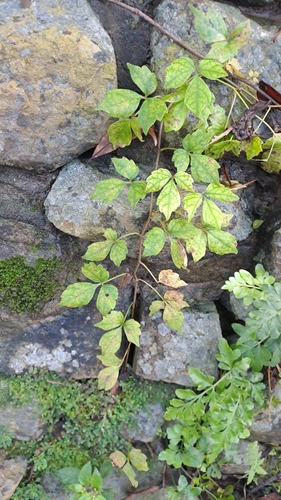 Image of Parthenocissus dalzielii by (c) CYL, some rights reserved (CC BY)