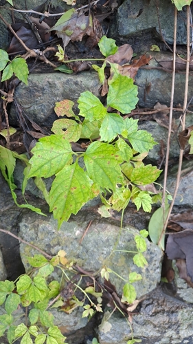 Image of Parthenocissus dalzielii by (c) CYL, some rights reserved (CC BY)