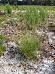 Aristida stricta