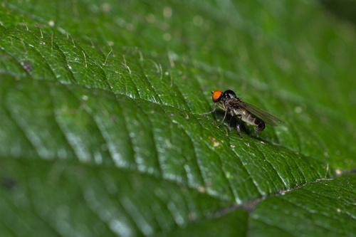 Microsania pectipennis