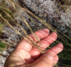 Aristida stricta