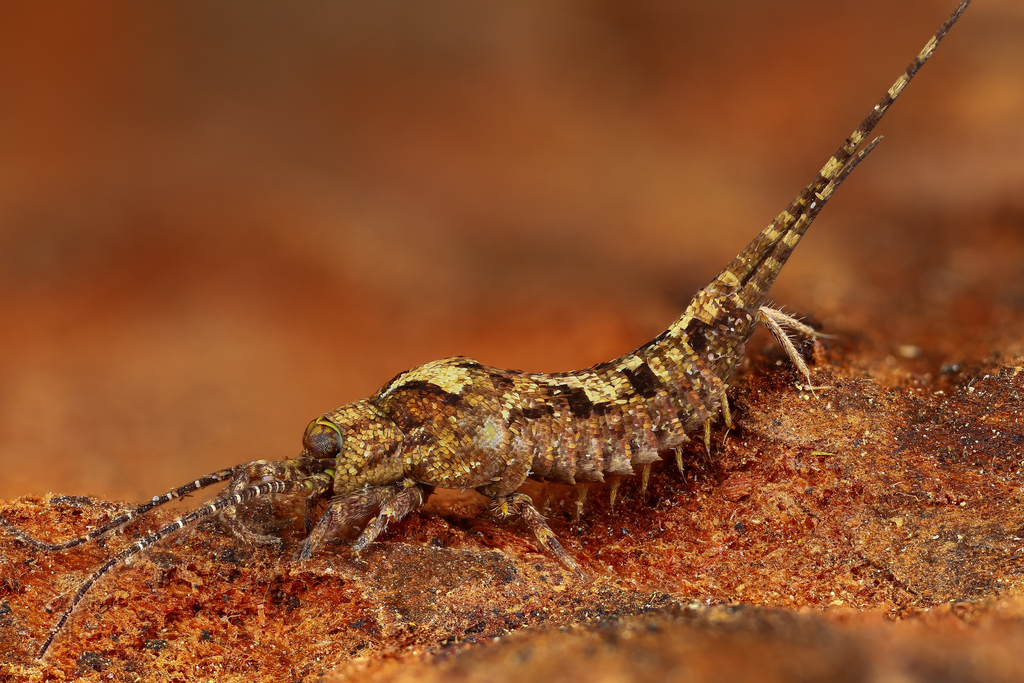 Machilinae