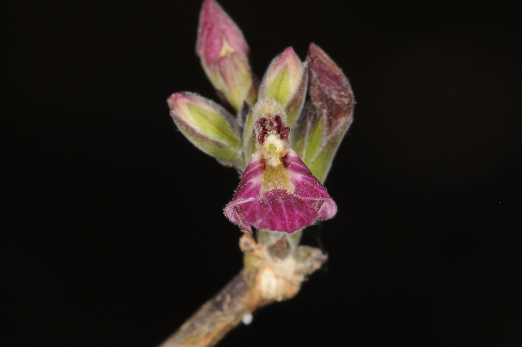 Holographis hintonii