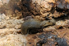 Arion fasciatus
