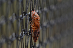 Phellopsylla formicosa