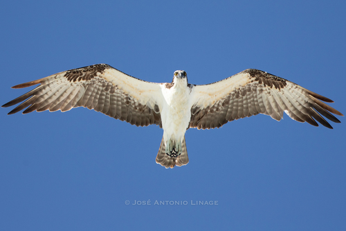 Osprey — photo 1