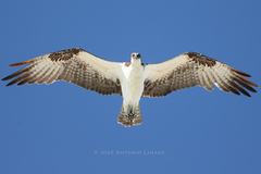 Osprey photo 4