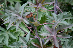 Ricinus communis