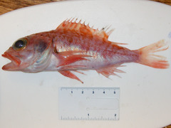Helicolenus dactylopterus