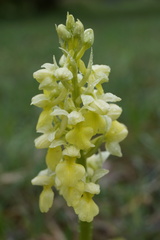 Orchis pallens