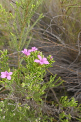 Acmadenia laxa