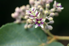Trichospermum pleiostigma