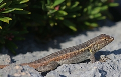 Sceloporus cozumelae