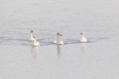 Cygnus columbianus columbianus