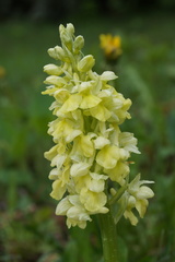 Orchis pallens