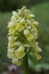 Orchis pallens