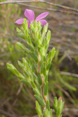 Acmadenia laxa