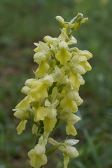 Orchis pallens