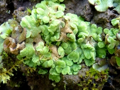 Riccia glauca