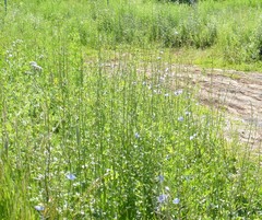 Cichorium intybus