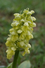 Orchis pallens