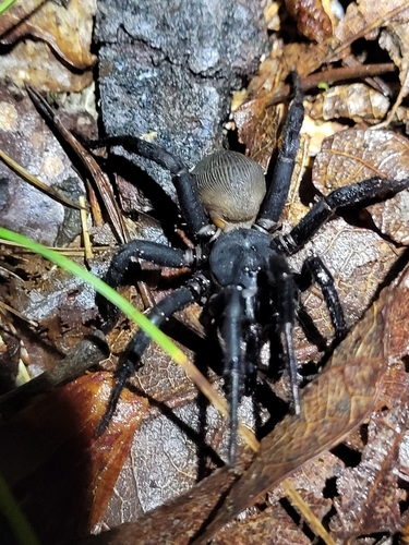 Ravine Trapdoor Spider photo 2