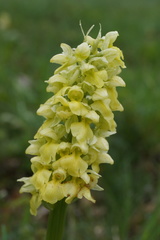 Orchis pallens