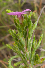 Acmadenia laxa