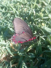 Parides montezuma