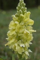 Orchis pallens