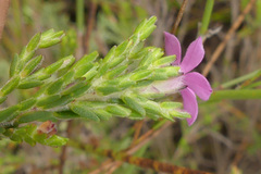 Acmadenia laxa