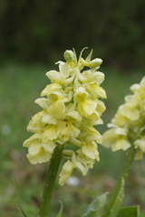 Orchis pallens