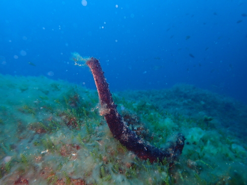 Photo of Tubular sea cucumber (Holothuria tubulosa)